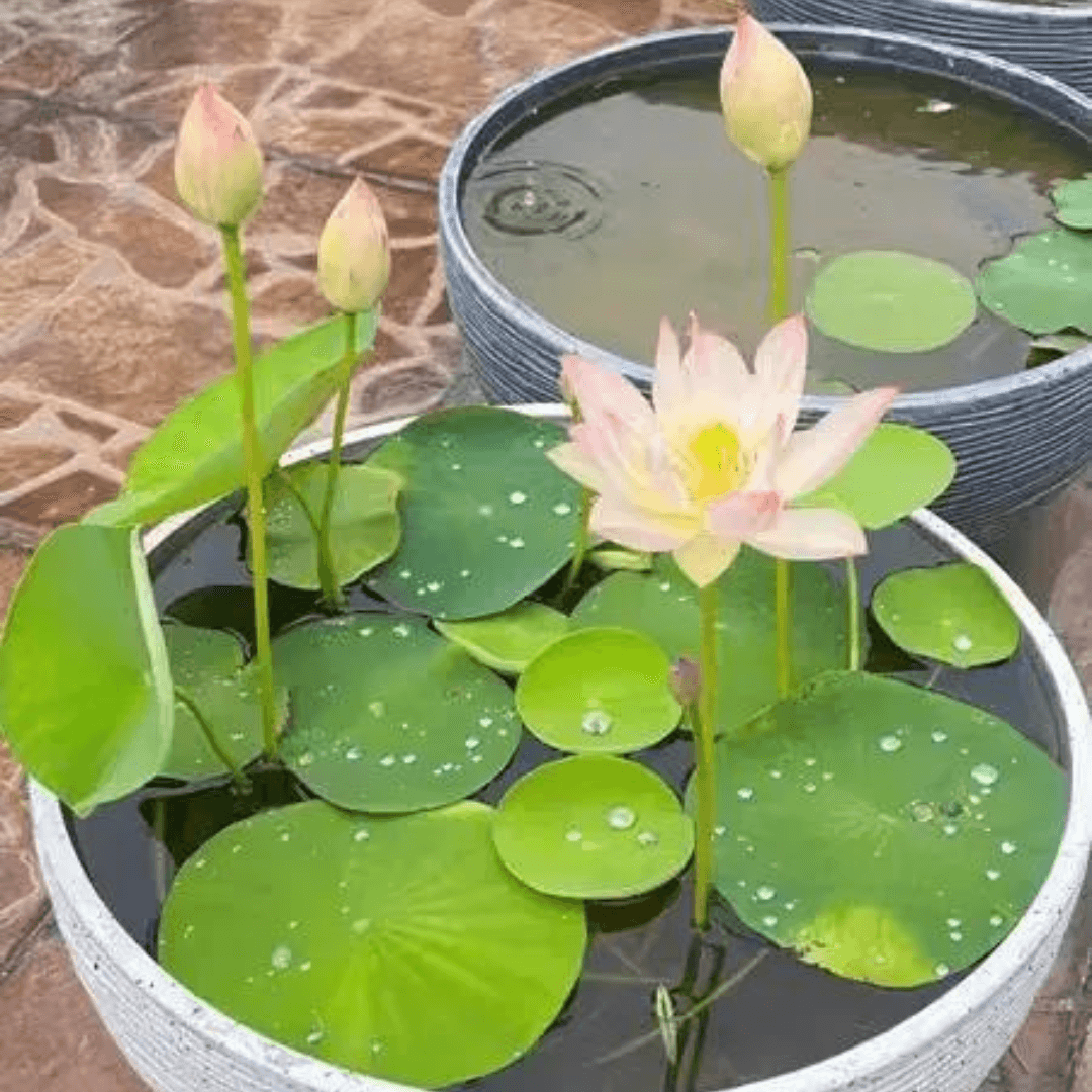 КВІТКА ЛОТОС 15 шт