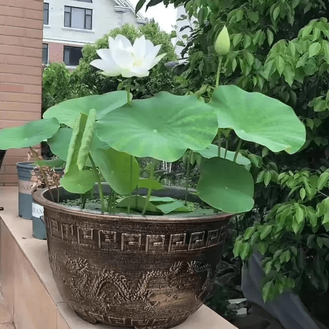 КВІТКА ЛОТОС 15 шт